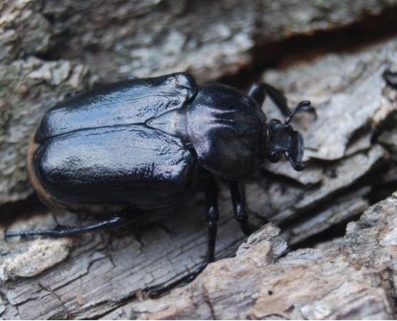 Scarabée pique-prune