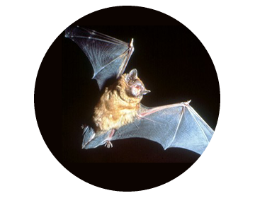 Fledermäuse Schweiz, Bats Switzerland