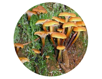 Pilze, swiss fungus, mushroom