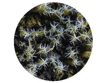 Torpied exotique (Campylopus introflexus)
