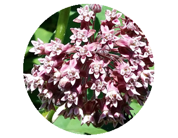Asclépiade de Syrie (Asclepias syriaca)