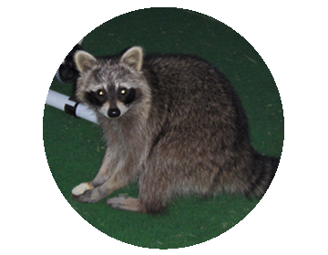 Raton-laveur (Procyon lotor)