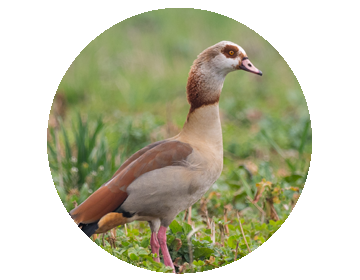Ouette d’Egypte (Alopochen aegyptiaca)